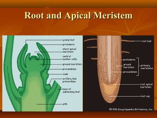 Root and Apical MeristemRoot and Apical Meristem
 