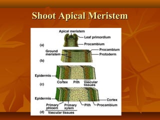 Shoot Apical MeristemShoot Apical Meristem
 