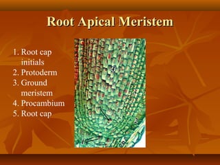 Root Apical MeristemRoot Apical Meristem
1. Root cap
initials
2. Protoderm
3. Ground
meristem
4. Procambium
5. Root cap
 