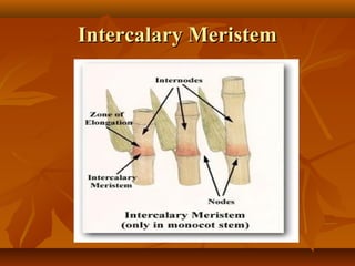 Intercalary Meristem Diagram