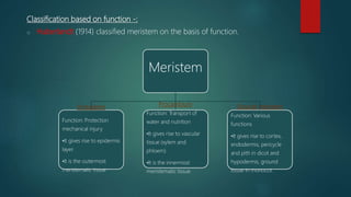 Classification based on function -:
o Haberlandt (1914) classified meristem on the basis of function.
Meristem
Protoderm
Function: Protection
mechanical injury
•It gives rise to epidermis
layer.
•It is the outermost
meristematic tissue
Procambium
Function: Transport of
water and nutrition
•It gives rise to vascular
tissue (xylem and
phloem)
•It is the innermost
meristematic tissue
Ground meristem
Function: Various
functions
•It gives rise to cortex,
endodermis, pericycle
and pith in dicot and
hypodermis, ground
tissue in monocot.
 