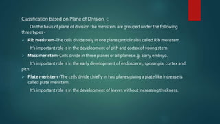 Classification based on Plane of Division -:
On the basis of plane of division the meristem are grouped under the following
three types -
 Rib meristem-The cells divide only in one plane (anticlinal)is called Rib meristem.
It’s important role is in the development of pith and cortex of young stem.
 Mass meristem-Cells divide in three planes or all planes e.g. Early embryo.
It’s important role is in the early development of endosperm, sporangia, cortex and
pith.
 Plate meristem -The cells divide chiefly in two planes giving a plate like increase is
called plate meristem.
It’s important role is in the development of leaves without increasing thickness.
 