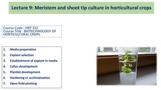 1. Media preparation
2. Explant selection
3. Establishment of explant in media
4. Callus development
5. Plantlet development
6. Hardening or acclimatization
7. Open field planting
Lecture 9: Meristem and shoot tip culture in horticultural crops
Course Code : HRT 552
Course Title : BIOTECHNOLOGY OF
HORTICULTURAL CROPs
 