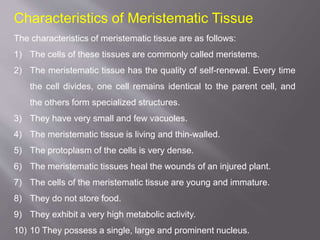 Characteristics of Meristematic Tissue
The characteristics of meristematic tissue are as follows:
1) The cells of these tissues are commonly called meristems.
2) The meristematic tissue has the quality of self-renewal. Every time
the cell divides, one cell remains identical to the parent cell, and
the others form specialized structures.
3) They have very small and few vacuoles.
4) The meristematic tissue is living and thin-walled.
5) The protoplasm of the cells is very dense.
6) The meristematic tissues heal the wounds of an injured plant.
7) The cells of the meristematic tissue are young and immature.
8) They do not store food.
9) They exhibit a very high metabolic activity.
10) 10 They possess a single, large and prominent nucleus.
 