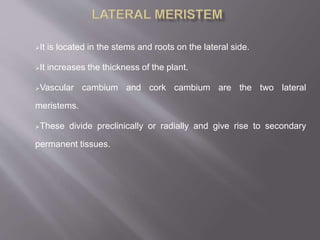It is located in the stems and roots on the lateral side.
It increases the thickness of the plant.
Vascular cambium and cork cambium are the two lateral
meristems.
These divide preclinically or radially and give rise to secondary
permanent tissues.
 