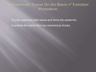 It is the outermost plant tissue and forms the epidermis.
 It protects the plants from any mechanical shocks.
 