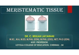 meristematic tissue
DR. C. BEULAH JAYARANI
M.SC., M.A, M.ED, M.PHIL (EDN), M.PHIL (ZOO), NET, PH.D (EDN)
ASST. PROFESSOR,
LOYOLA COLLEGE OF EDUCATION, CHENNAI - 34
 