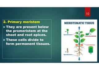 2. Primary meristem
 They are present below
the promeristem at the
shoot and root apices.
 These cells divide to
form permanent tissues.
10
 