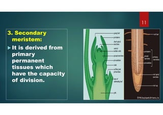 3. Secondary
meristem:
 It is derived from
primary
permanent
tissues which
have the capacity
of division.
11
 