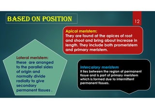 Based on Position
Apical meristem:
They are found at the apices of root
and shoot and bring about increase in
length. They include both promeristem
and primary meristem.
Intercalary meristem
It lies between the region of permanent
tissue and is part of primary meristem
which is formed due to intermittent
permanent tissues.
Lateral meristem:
these are arranged
to the parallel sides
of origin and
normally divide
radially to give
secondary
permanent tissues .
12
 