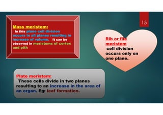 Rib or file
meristem
cell division
occurs only on
one plane.
Mass meristem:
In this plane cell division
occurs in all planes resulting in
increase of volume. It can be
observed in meristems of cortex
and pith
Plate meristem:
These cells divide in two planes
resulting to an increase in the area of
an organ. Eg: leaf formation.
15
 