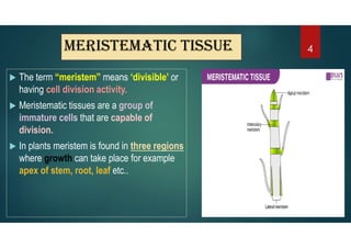 meristematic tissue
 The term “meristem” means ‘divisible’ or
having cell division activity.
 Meristematic tissues are a group of
immature cells that are capable of
division.
 In plants meristem is found in three regions
where growth can take place for example
apex of stem, root, leaf etc..
4
 