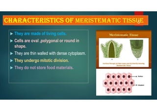 characteristics of meristematic tissue
 They are made of living cells.
 Cells are oval ,polygonal or round in
shape.
 They are thin walled with dense cytoplasm.
 They undergo mitotic division.
 They do not store food materials.
5
 