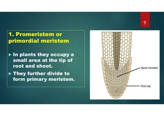 1. Promeristem or
primordial meristem
 In plants they occupy a
small area at the tip of
root and shoot.
 They further divide to
form primary meristem.
9
 