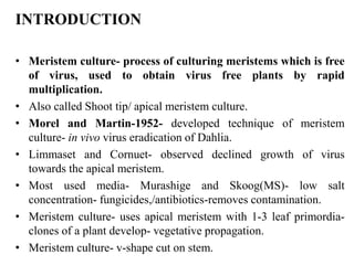 INTRODUCTION
• Meristem culture- process of culturing meristems which is free
of virus, used to obtain virus free plants by rapid
multiplication.
• Also called Shoot tip/ apical meristem culture.
• Morel and Martin-1952- developed technique of meristem
culture- in vivo virus eradication of Dahlia.
• Limmaset and Cornuet- observed declined growth of virus
towards the apical meristem.
• Most used media- Murashige and Skoog(MS)- low salt
concentration- fungicides,/antibiotics-removes contamination.
• Meristem culture- uses apical meristem with 1-3 leaf primordia-
clones of a plant develop- vegetative propagation.
• Meristem culture- v-shape cut on stem.
 