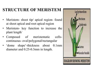 STRUCTURE OF MERISTEM
• Meristem- shoot tip/ apical region- found
at shoot apical and root apical region
• Meristem- key function to increase the
plant length`
• Composed of meristematic cells-
continuous- oval/polygonal/rectangular
• ‘dome shape’-thickness about 0.1mm
diameter and 0.25-0.3mm in length.
 