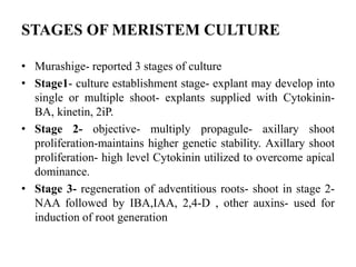 STAGES OF MERISTEM CULTURE
• Murashige- reported 3 stages of culture
• Stage1- culture establishment stage- explant may develop into
single or multiple shoot- explants supplied with Cytokinin-
BA, kinetin, 2iP.
• Stage 2- objective- multiply propagule- axillary shoot
proliferation-maintains higher genetic stability. Axillary shoot
proliferation- high level Cytokinin utilized to overcome apical
dominance.
• Stage 3- regeneration of adventitious roots- shoot in stage 2-
NAA followed by IBA,IAA, 2,4-D , other auxins- used for
induction of root generation
 