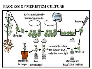 PROCESS OF MERISTEM CULTURE
 