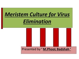 Meristem Culture for Virus
Elimination
Presented by ‘ M.PhooL Badshah ’
 