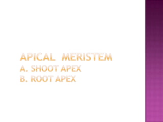 Apical  meristema. shoot apexb. root apex