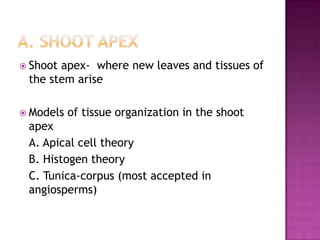 A. Shoot apexShoot apex-  where new leaves and tissues of the stem ariseModels of tissue organization in the shoot apex	A. Apical cell theory	B. Histogen theory	C. Tunica-corpus (most accepted in angiosperms)