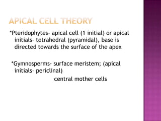 Apical cell theory*Pteridophytes- apical cell (1 initial) or apical initials– tetrahedral (pyramidal), base is directed towards the surface of the apex *Gymnosperms- surface meristem; (apical initials– periclinal)			       central mother cells