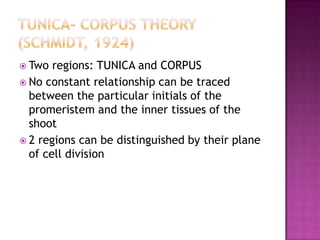 Tunica- corpus theory (Schmidt, 1924)Two regions: TUNICA and CORPUSNo constant relationship can be traced between the particular initials of the promeristem and the inner tissues of the shoot2 regions can be distinguished by their plane of cell division