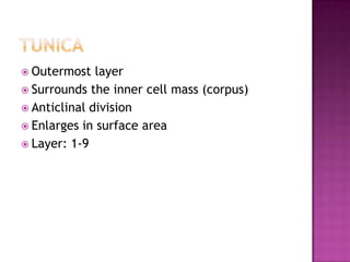TUNIcaOutermost layerSurrounds the inner cell mass (corpus)Anticlinal divisionEnlarges in surface areaLayer: 1-9