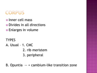 corpusInner cell massDivides in all directionsEnlarges in volumeTYPESA. Usual – 1. CMC                2. rib meristem                3. peripheralB. Opuntia  -- + cambium-like transition zone
