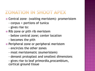 Zonation in shoot apexCentral zone– (waiting meristem)- promeristem	- corpus + portions of tunica 	- gives rise to:Rib zone or pith rib meristem	- below central zone; center location	- becomes the pithPeripheral zone or peripheral meristem	- encircles the other zones	- most meristematic (eumeristem)	- densest protoplast and smallest dimensions	- gives rise to leaf primordia,procambium, cortical ground tissue