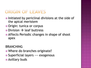 Origin of leavesInitiated by periclinal divisions at the side of the apical meristemOrigin: tunica or corpusDivision  leaf buttressAffects Periodic changes in shape of shoot apexBRANCHINGWhere do branches originate?Superficial layers --- exogenousAxillary buds