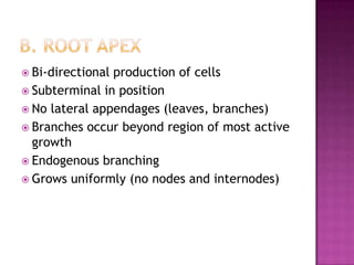 B. Root apexBi-directional production of cellsSubterminal in positionNo lateral appendages (leaves, branches)Branches occur beyond region of most active growthEndogenous branchingGrows uniformly (no nodes and internodes)