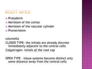 Root apexProtodermMeristem of the cortexMeristem of the vascular cylinderPromeristemcolumellaCLOSED TYPE- the initials are already discrete immediately adjacent to the central cellsCalyptrogen- intials of the root capOPEN TYPE – tissue systems become distinct only some distance away from the central cells