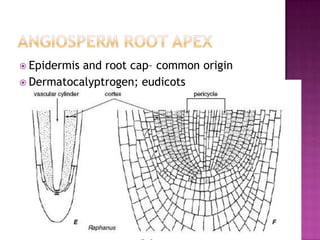 Angiosperm root apexEpidermis and root cap– common originDermatocalyptrogen; eudicots