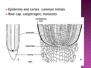 Epidermis and cortex –common initialsRoot cap –calyptrogen; monocots