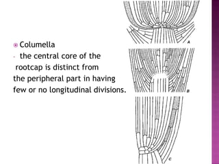 Columellathe central core of therootcap is distinct from the peripheral part in having few or no longitudinal divisions.