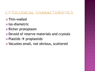 Cytological characteristicsThin-walledIso-diametricRicher protoplasmDevoid of reserve materials and crystalsPlastids  proplastidsVacuoles small, not obvious, scattered