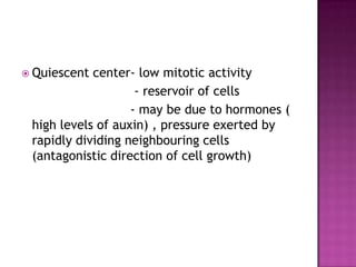 Quiescent center- low mitotic activity                             - reservoir of cells                            - may be due to hormones ( high levels of auxin) , pressure exerted by rapidly dividing neighbouring cells (antagonistic direction of cell growth)