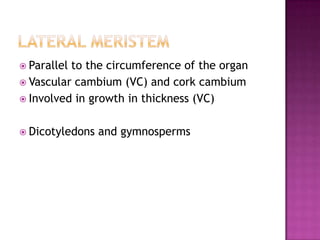 Lateral meristemParallel to the circumference of the organVascular cambium (VC) and cork cambiumInvolved in growth in thickness (VC)Dicotyledons and gymnosperms
