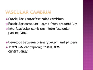 Vascular cambiumFascicular + interfascicular cambiumFascicular cambium – came from procambiumInterfascicular cambium – interfascicular parenchymaDevelops between primary xylem and phloem2’ XYLEM- centripetal; 2’ PHLOEM- centrifugally
