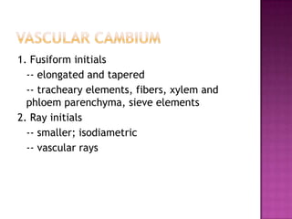 Vascular cambium1. Fusiform initials	-- elongated and tapered 	-- tracheary elements, fibers, xylem and phloem parenchyma, sieve elements2. Ray initials	-- smaller; isodiametric	-- vascular rays