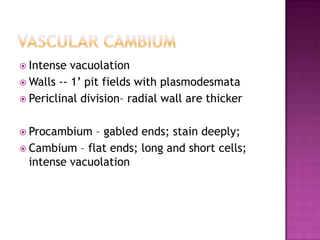 Vascular cambiumIntense vacuolationWalls -- 1’ pit fields with plasmodesmataPericlinal division– radial wall are thickerProcambium – gabled ends; stain deeply; Cambium – flat ends; long and short cells; intense vacuolation