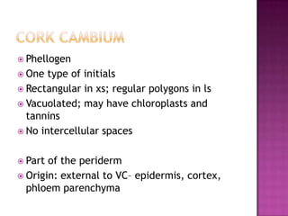 Cork cambiumPhellogenOne type of initialsRectangular in xs; regular polygons in lsVacuolated; may have chloroplasts and tanninsNo intercellular spacesPart of the peridermOrigin: external to VC– epidermis, cortex, phloem parenchyma
