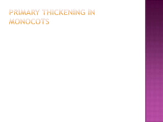 Primary thickening in monocots 