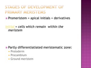 STAGES Of development of Primary meristemsPromeristem = apical initials + derivativesInitial = cells which remain  within the meristemPartly differentiatiatedmeristematic zone:ProtodermProcambiumGround meristem