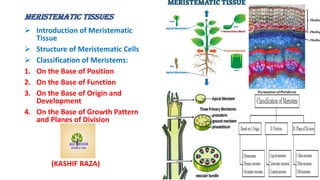 Meristematic Tissues
 Introduction of Meristematic
Tissue
 Structure of Meristematic Cells
 Classification of Meristems:
1. On the Base of Position
2. On the Base of Function
3. On the Base of Origin and
Development
4. On the Base of Growth Pattern
and Planes of Division
(KASHIF RAZA)
 