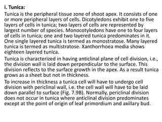 i. Tunica:
Tunica is the peripheral tissue zone of shoot apex. It consists of one
or more peripheral layers of cells. Dicotyledons exhibit one to five
layers of cells in tunica; two layers of cells are represented by
largest number of species. Monocotyledons have one to four layers
of cells in tunica; one and two layered tunica predominates in it.
One single layered tunica is termed as monostratose. Many layered
tunica is termed as multistratose. Xanthorrhoea media shows
eighteen layered tunica.
Tunica is characterized in having anticlinal plane of cell division, i.e.,
the division wall is laid down perpendicular to the surface. This
division reflects to the surface growth in the apex. As a result tunica
grows as a sheet but not in thickness.
To increase in thickness a tunica cell will have to undergo cell
division with periclinal wall, i.e. the cell wall will have to be laid
down parallel to surface (Fig. 7.9B). Normally, periclinal division
does not occur in tunica where anticlinal division predominates
except at the point of origin of leaf primordium and axillary bud.
 