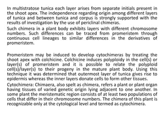In multistratose tunica each layer arises from separate initials present in
the shoot apex. The independence regarding origin among different layers
of tunica and between tunica and corpus is strongly supported with the
results of investigation by the use of periclinal chimeras.
Such chimera in a plant body exhibits layers with different chromosome
numbers. Such differences can be traced from promeristem through
continuous cell lineages to similar differences in the derivatives of
promeristem.
Promeristem may be induced to develop cytochimeras by treating the
shoot apex with colchicine. Colchicine induces polyploidy in the cell(s) or
layer(s) of promeristem and it is possible to relate the polyploid
cell(s)/Iayer(s) to their progeny in the mature plant body. Using this
technique it was determined that outermost layer of tunica gives rise to
epidermis whereas the inner layers donate cells to form other tissues.
Cytochimera: Chimaera, also spelt as chimera, refers a plant or plant organ
having tissues of varied genetic origin lying adjacent to one another. In
some plant the meristematic region consists of at least two populations of
cells that differ in their chromosome numbers. The chimera of this plant is
recognizable only at the cytological level and termed as cytochimera.
 