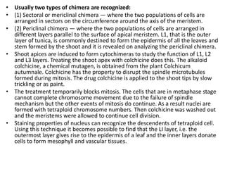 • Usually two types of chimera are recognized:
• (1) Sectoral or mericlinal chimera — where the two populations of cells are
arranged in sectors on the circumference around the axis of the meristem.
• (2) Periclinal chimera — where the two populations of cells are arranged in
different layers parallel to the surface of apical meristem. L1, that is the outer
layer of tunica, is commonly destined to form the epidermis of all the leaves and
stem formed by the shoot and it is revealed on analyzing the periclinal chimera.
• Shoot apices are induced to form cytochimeras to study the function of L1, L2
and L3 layers. Treating the shoot apex with colchicine does this. The alkaloid
colchicine, a chemical mutagen, is obtained from the plant Colchicum
autumnale. Colchicine has the property to disrupt the spindle microtubules
formed during mitosis. The drug colchicine is applied to the shoot tips by slow
trickling or as paint.
• The treatment temporarily blocks mitosis. The cells that are in metaphase stage
cannot complete chromosome movement due to the failure of spindle
mechanism but the other events of mitosis do continue. As a result nuclei are
formed with tetraploid chromosome numbers. Then colchicine was washed out
and the meristems were allowed to continue cell division.
• Staining properties of nucleus can recognize the descendents of tetraploid cell.
Using this technique it becomes possible to find that the LI layer, i.e. the
outermost layer gives rise to the epidermis of a leaf and the inner layers donate
cells to form mesophyll and vascular tissues.
 