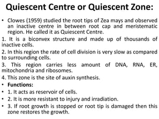 Quiescent Centre or Quiescent Zone:
• Clowes (1959) studied the root tips of Zea mays and observed
an inactive centre in between root cap and meristematic
region. He called it as Quiescent Centre.
1. It is a biconvex structure and made up of thousands of
inactive cells.
2. In this region the rate of cell division is very slow as compared
to surrounding cells.
3. This region carries less amount of DNA, RNA, ER,
mitochondria and ribosomes.
4. This zone is the site of auxin synthesis.
• Functions:
• 1. It acts as reservoir of cells.
• 2. It is more resistant to injury and irradiation.
• 3. If root growth is stopped or root tip is damaged then this
zone restores the growth.
 
